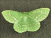 1666 (70.299) Large Emerald